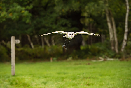 襟翼摄影照片_飞行中的英国仓鸮