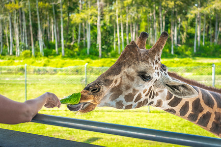 升高长颈鹿摄影照片_动物园游客从升高的平台上喂长颈鹿