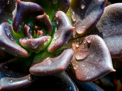 黑紫色摄影照片_Echeveria黑王子鲜叶细节的多汁植物特写