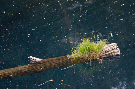 漂浮在阿科鸢尾泻湖中的死树干。