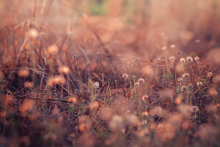 温暖人心摄影照片_草甸花，美丽清新的早晨，柔和温暖的光线。