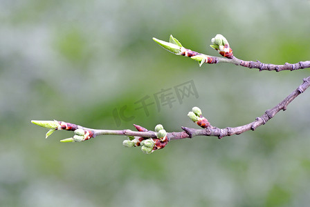 春天一棵树的芽