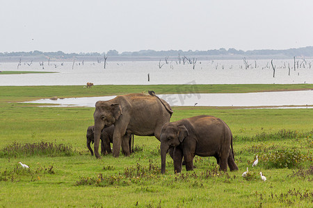大象与人摄影照片_两只小象与母亲和大草原鸟在绿色的田野上放松。