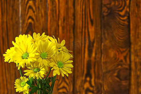 棕色木质背景上美丽的新鲜黄色菊花，特写镜头，黄色雏菊花。