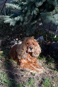 树荫下的年轻西班牙猎犬