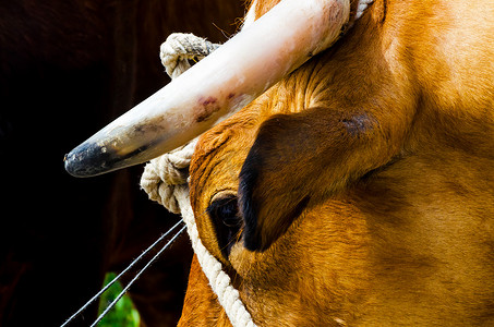 牛头外形摄影照片_一只大牛头的特写，用绳子绑在水槽上，农场动物
