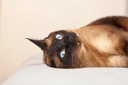 一只暹罗猫的肖像，它有美丽的蓝眼睛，正在床上休息和睡觉