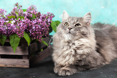 可爱的毛茸茸的毛茸茸的条纹灰色小猫坐在一个棕色的木盒子旁边，盒子里放着一束紫色的丁香花。