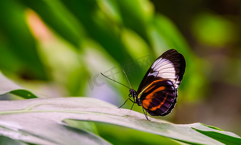 叶子上邮递员蝴蝶的特写，自然背景，来自美国的热带昆虫