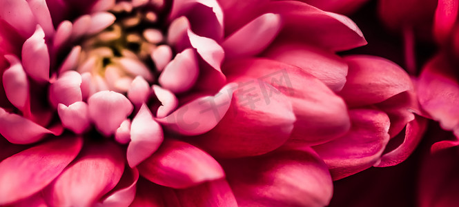 香水广告摄影照片_盛开的红雏菊花瓣、抽象的花卉艺术背景、春天大自然中的花朵香水香味、婚礼、奢华美容品牌假日设计