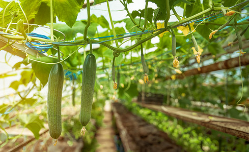 温室里种植的黄瓜，健康蔬菜，无农药，有机产品。
