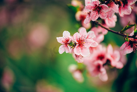 桃树枝在春天开花