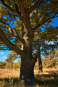 百岁人生读后感摄影照片_大橡树树干在秋天的森林里