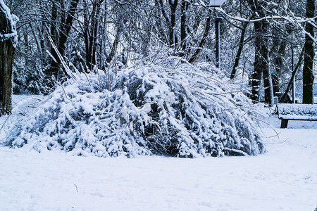 天气预报下雪摄影照片_灌木被雪覆盖