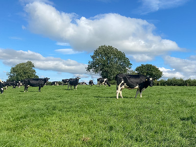蓝天背景下，夏季温暖阳光明媚的日子里，在牧场上放牧的荷斯坦奶牛群