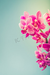 粉红色的蝴蝶兰花