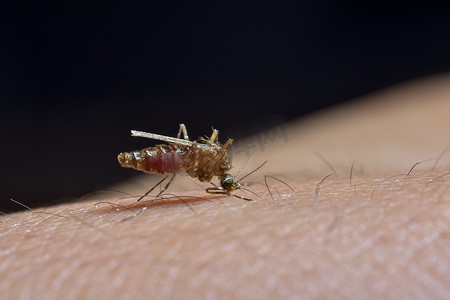 人类皮肤上的宏观蚊虫叮咬