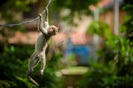 一只年轻的长尾猕猴挂在电线上
