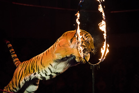 Circus.Tiger 跳火