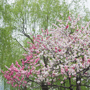桃树开花了