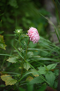 在花坛特写镜头的桃红色牡丹形的翠菊