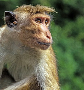 雅拉国家公园的斯里兰卡猴子 toque macaque (Macaca s