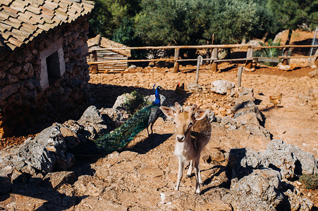 鹿和孔雀在一个开放的自然保护区、动物园、扎金索斯岛上的保护区。希腊。