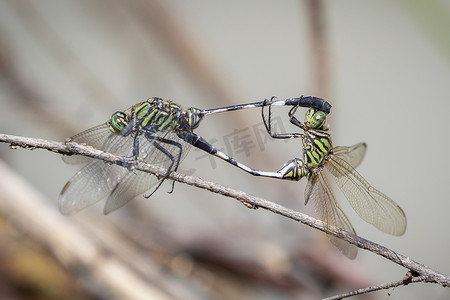 绿色撇渣器蜻蜓 (Orthetrum sabina) 的图像正在自然背景的干燥树枝上交配。