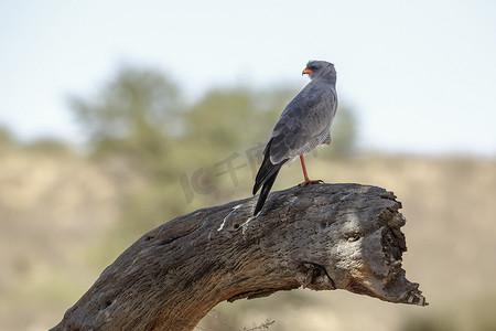 沙漠游戏摄影照片_南非 Kgalagadi 跨境公园的 Pale Chanting-Goshawk