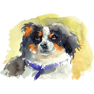 毛茸茸的狗的水彩肖像