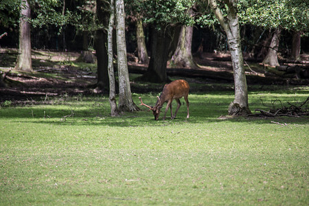 森林草原摄影照片_鹿在森林边缘的灌木丛中