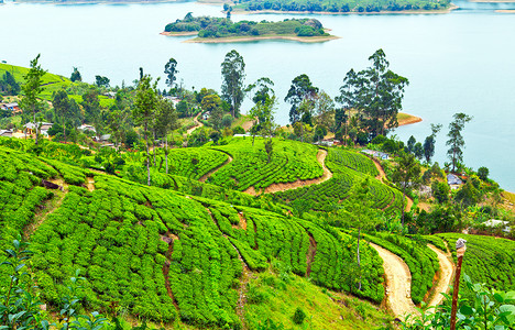 工笔画山茶花摄影照片_绿茶叶背景，C 山茶灌木种植园
