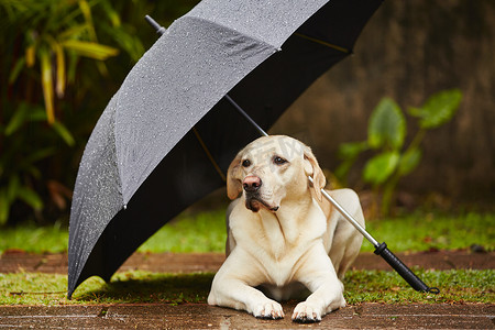 狗在雨中