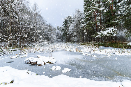 冰池塘摄影照片_松树林里覆盖着霜的池塘。