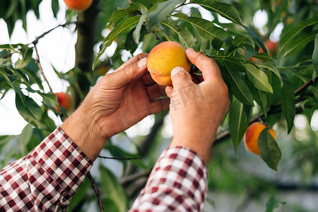 戴帽子的快乐老人从树上摘美味桃子的侧视图。