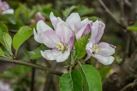 粉红色白色苹果花在春天