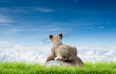 小狮子坐在岩石上