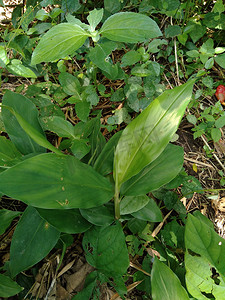 苦姜(zingiber zerumbet,洗发姜,松果姜,awapuhi,lempuyang)是姜科
