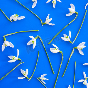 雪花莲花布置在蓝色背景上。
