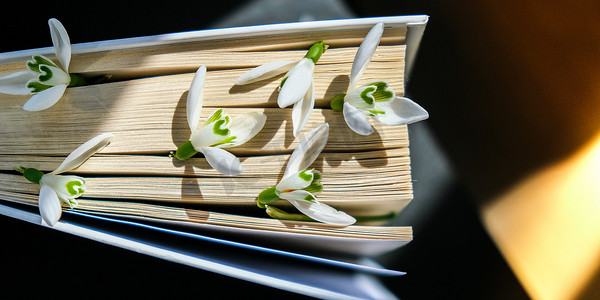 莲花摄影照片_一本旧书上的雪花莲花。