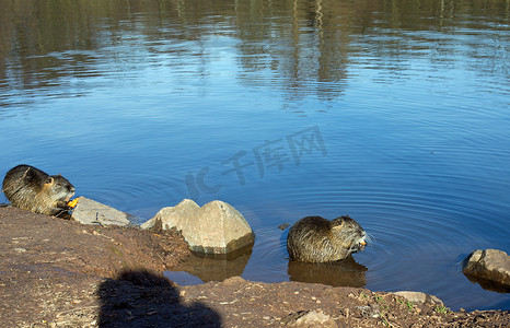 小河水摄影照片_两只海狸鼠（海狸鼠）