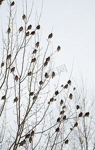一群太平鸟坐在树上