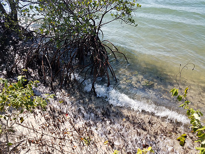 岸边的红树根和水沙