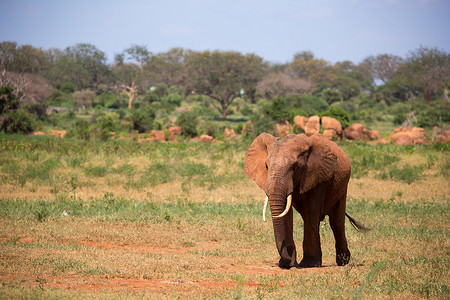 一只红色大象行走在肯尼亚的大草原上