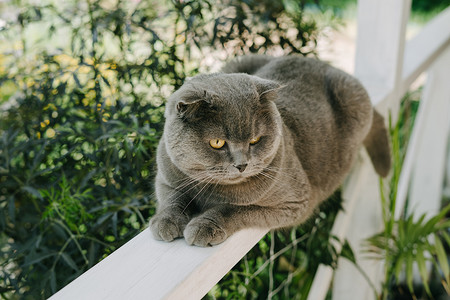 一只漂亮的猫，带着绿色项圈，身上有寄生虫。