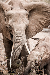 南非克鲁格国家公园里的小象和大象妈妈。