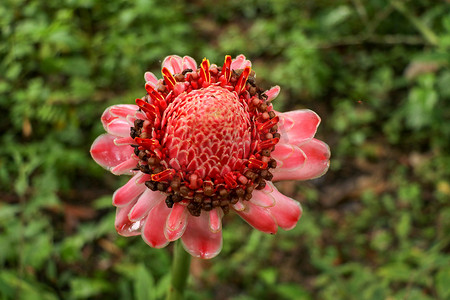 以深绿色植被为背景的自然环境中充满活力的粉红色火炬姜花的顶视图。