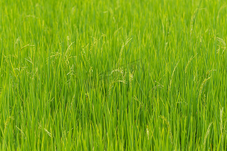 稻田的性质在稻田上