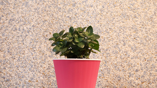 靠墙的粉红色花盆里有一株绿色的小植物，漆成紫色。