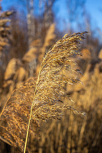 夕阳光摄影照片_干草、芦苇、茎在金色的夕阳光下随风飘扬的选择性软焦点，